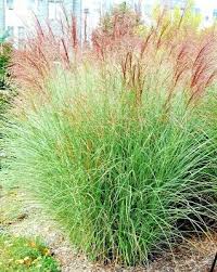 We did not find results for: Miscanthus Sinensis Strictus Porcupine Grass 10 Seeds 10 78 Picclick
