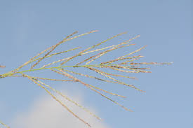 Image result for Lipocarpha chinensis