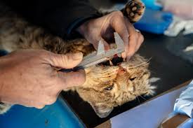 Cats all motors for sale property jobs services community pets. Australia Is Deadly Serious About Killing Millions Of Cats The New York Times