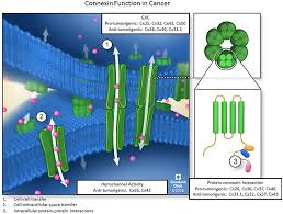 Gap junctions possess some intercellular space, enabling movement of material. Frontiers Cancer Connectors Connexins Gap Junctions And Communication Oncology