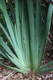 Image result for Dietes flavida