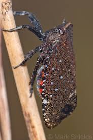 Image result for Lindackeria poggei