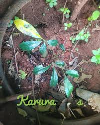 Image result for Bombax rhodognaphalon