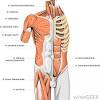 So i just added some upper arms. 1
