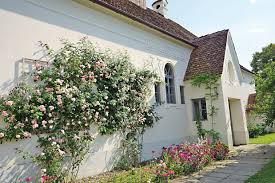 Pe o suprafață de 2.000 de metri pătrați poți cultiva în jur de 1.200 de estimativ, cam 220.000 de lei pe an. ViaÅ£a La Å£arÄƒ Ca O Afacere Cum A Transformat O Femeie Care A Lucrat O ViaÅ£Äƒ La BancÄƒ Un Sat Uitat De Lume Intr O Afacere ProfitabilÄƒ