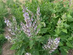 Image result for Salvia sclarea