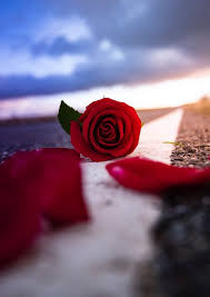 قمة الرأس البراعة تأرجح صور اجمل ورد في العالم kulturazitiste org