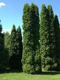 Image result for Hetaeria occidentalis