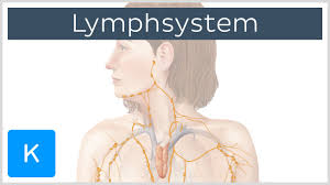 The lymph node is the structural and functional unit of the lymphatic system. Lymphsystem Aufbau Organisation Elephantiasis Kenhub