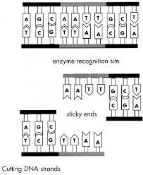 Jun 19, 2021 · usuario o dirección de correo: Activity 6 Recombinant Dna Techniques