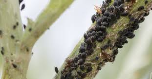 Image result for BLACKFLY ON TOMATO PLANTS