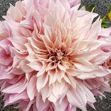 We ask if you please limit 1 open the following sundays :: Seattle Wholesale Growers Market Home Facebook