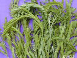 Image result for Leucas oligocephala