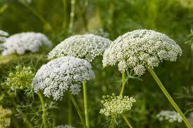 Image result for Apiaceae