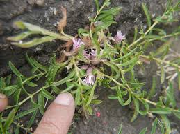 Image result for Lepidagathis randii