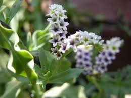 Image result for Heliotropium