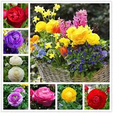 2018 Hot 100pcs Bag Ranunculus Asiaticus Flower Bonsai For Home Garden Diy Plants Persian Buttercup Flores Flower Bulbs R Bulb Flowers Diy Plants Flower Pots