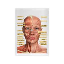 Facial Anatomy Pictures