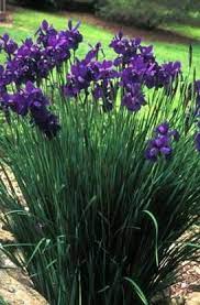 Perennials Tolerant Of Moist To Wet Soil Beyond Impatiens And Petunias U Of I Extension Shade Perennials Shade Plants Perennials