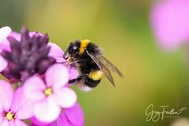 White Tailed Bumblebee On Violets At Trenthamgardens Bumblebees Bees Savethebees Insects Pollinators Garden Bumble Bee Save The Bees Nature Photographs