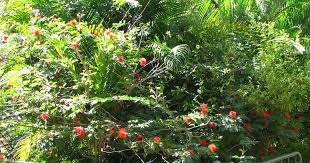 Image result for Calliandra haematocephala