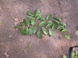 Image result for Securidaca welwitschii