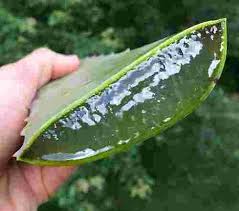 アロエの食べ方と下処理方法とは 食べるときの量や注意点など解説 お食事ウェブマガジン グルメノート
