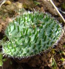 Image result for Eriospermum