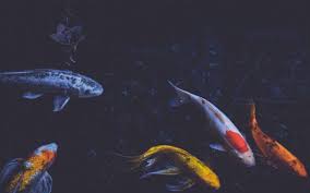 Aesthetic Black And White Koi Fish Wallpaper Download Wallpaper 3840x2400 Fish Underwater Swim 4k Ultra Hd 16 10 Hd Background Koi Fish Koi Fish Pond Fish