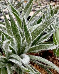 Image result for Eriospermum porphyrium