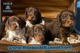 Every one of our puppies is treated with love and tenderness from the moment they are born. Dachshund Puppies Rockin M Kennel South Texas