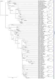 Image result for Lipocarpha monostachya