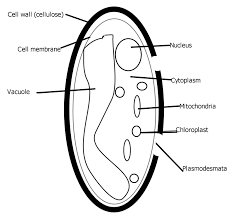 Check spelling or type a new query. R2101 Plant Cells Gardening Studies