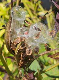 Image result for Asclepias albens