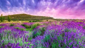 Lots of variety to choose from, background, timer, good audio quality, and all unlocked without having to pay to unlock features, content or subscriptions. 30 Minute Deep Sleep Music Sleep Meditation Calm Music Relaxing Music Fall Asleep Relax 3590b Video Dailymotion