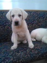 How big is heaven the chocolate labrador retriever? Ohio English Lab Breeders