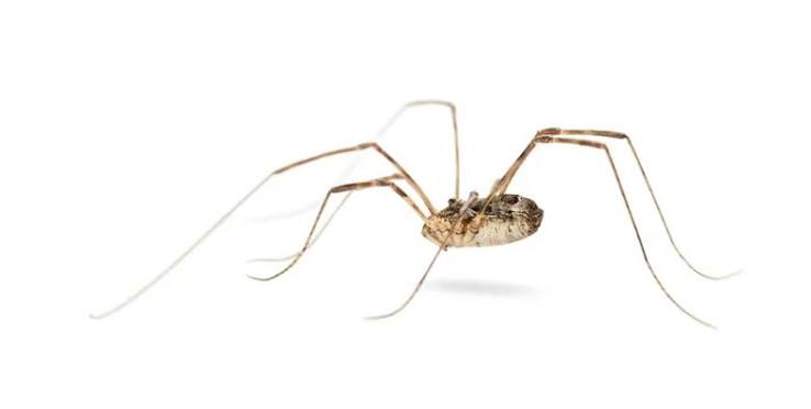 Daddy Longlegs - Missouri Poison Center