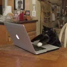 Cat Animated Gif Video Cat Work Cats Funny Gif