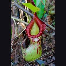 Image result for Geigeria burkei