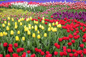 Wenn du zum keukenhof möchtest, geht das normalerweise ab ende märz. Tulpe Amsterdam Keukenhof Kostenloses Foto Auf Pixabay