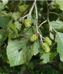 Aulne Blanc Alnus Incana Le Jardin Du Pic Vert Tisane Jardinerie Guerison