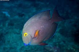 Image result for Oxyanthus strigosus