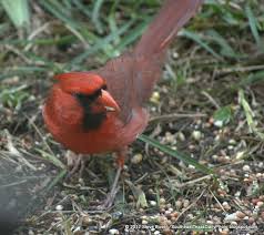 Birds Of Southeast Texas Get Your Red On Animals Beautiful Bird Watching Bird Feathers