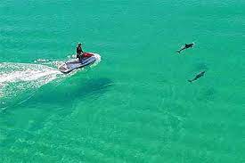 The temperatures given are the sea surface temperature (sst) which is most relevant to recreational users. Jet Ski Dolphin Tours Fun In Panama City Beach