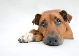 Vomito Amarillo En Perros Causas Y Tratamiento Animalesmascotas