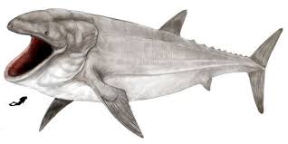 Leedsichthys leedsichthys was a giant pachycormiform actinopterygian fish that lived during middle jurassic period,2 and is known from the callovian oxford clay formation. Leedsichthys Prehistoric Animals Ancient Animals Prehistoric Creatures