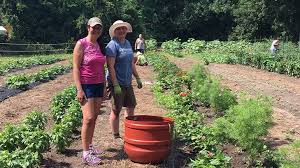 We did not find results for: Make A Difference In Your Backyard And Community Gardeners Com