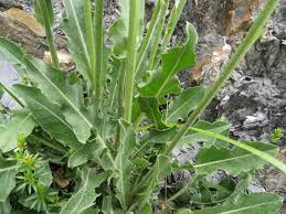 Image result for Crepis newii