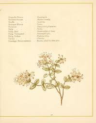 Language Of Flowers By Kate Greenaway Published 1900 Language Of Flowers Flower Meanings Flowers