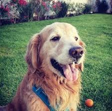 Maybe you would like to learn more about one of these? 13 Best Golden Retriever Breeders In Washington 2021 We Love Doodles